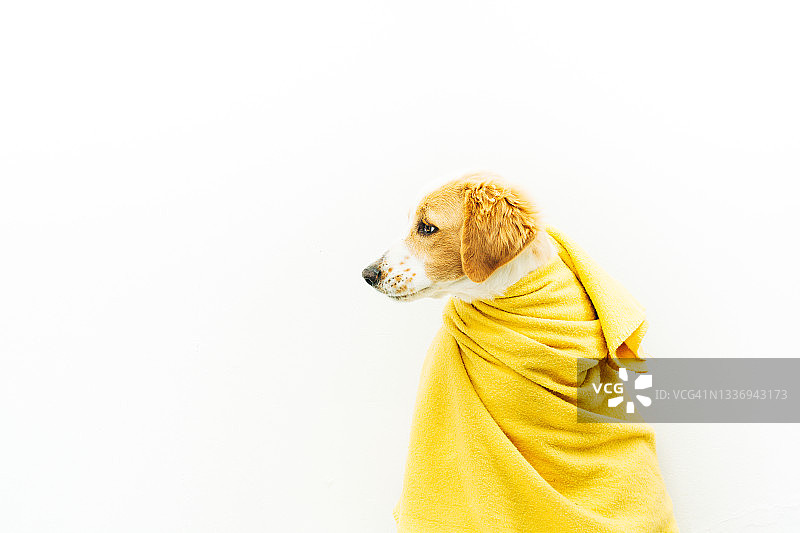 包裹在黄色毯子里的塞特犬幼犬图片素材