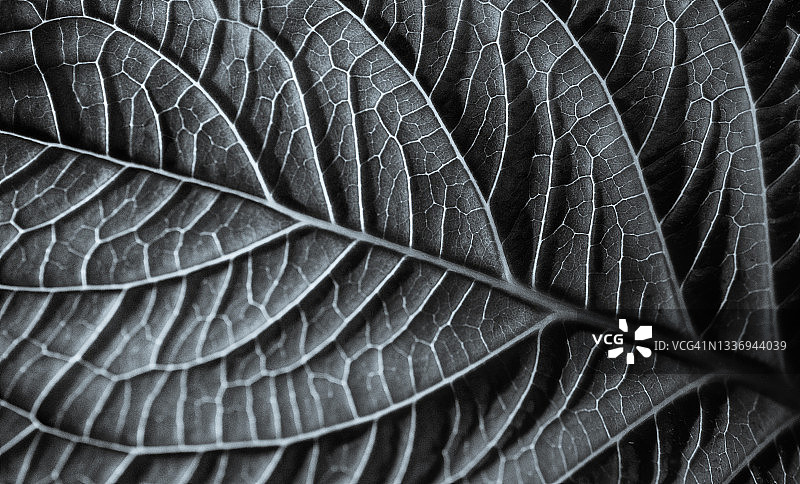 绣球花叶的自然图案图片素材