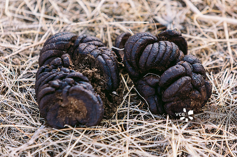 干燥地面上的牛粪图片素材