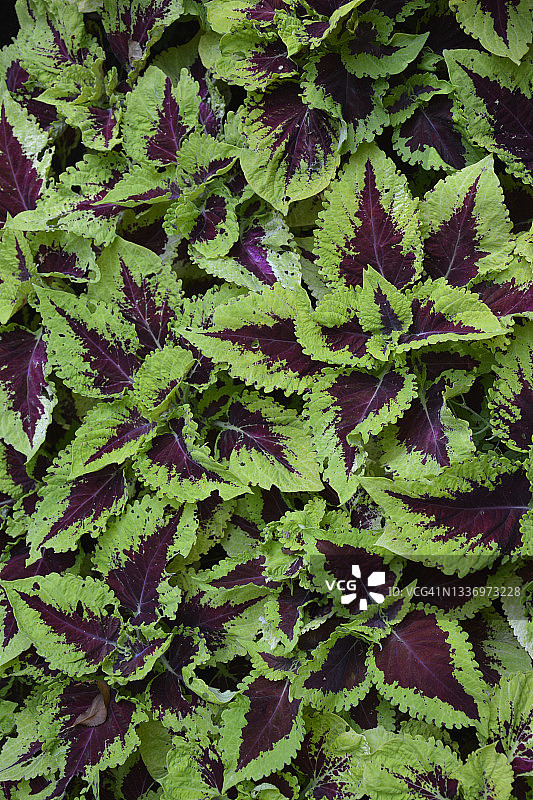 紫绿色树叶全画幅图片素材