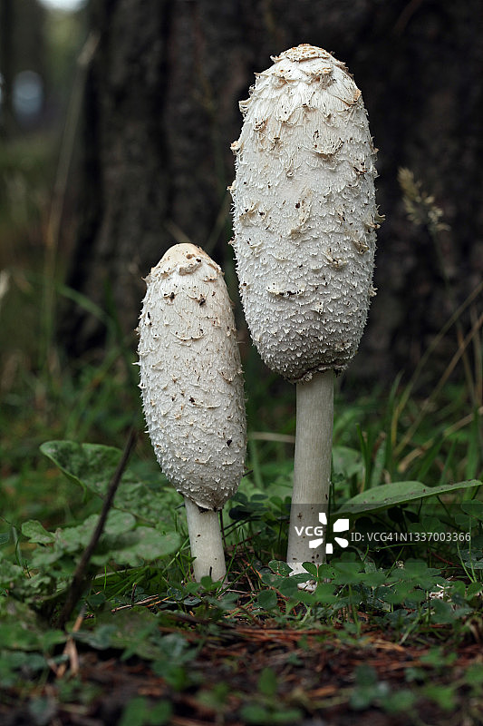 鬼伞菌图片素材