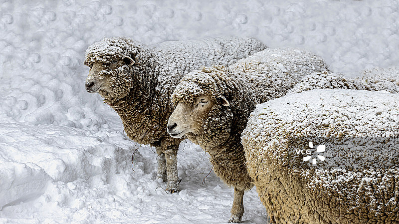 冬季雪地中的绵羊图片素材