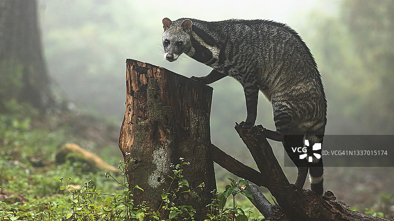 雾气中热带森林里的大型印度麝猫图片素材