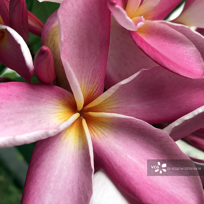 新加坡鸡蛋花图片素材