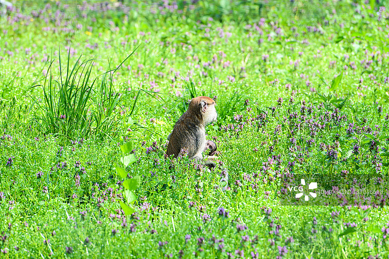 棕色猴子（食蟹猴）在绿地上抱着幼崽图片素材
