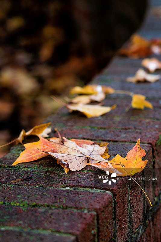 雨后砖墙上的秋枫叶图片素材