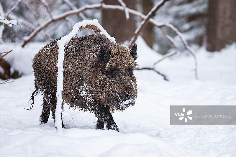 冬季树下的野猪图片素材