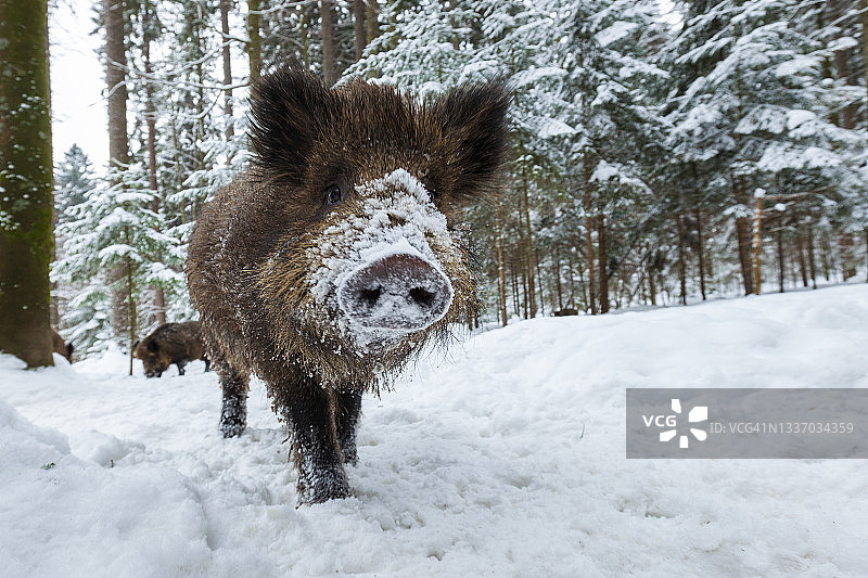 冬季野外微笑的野猪图片素材