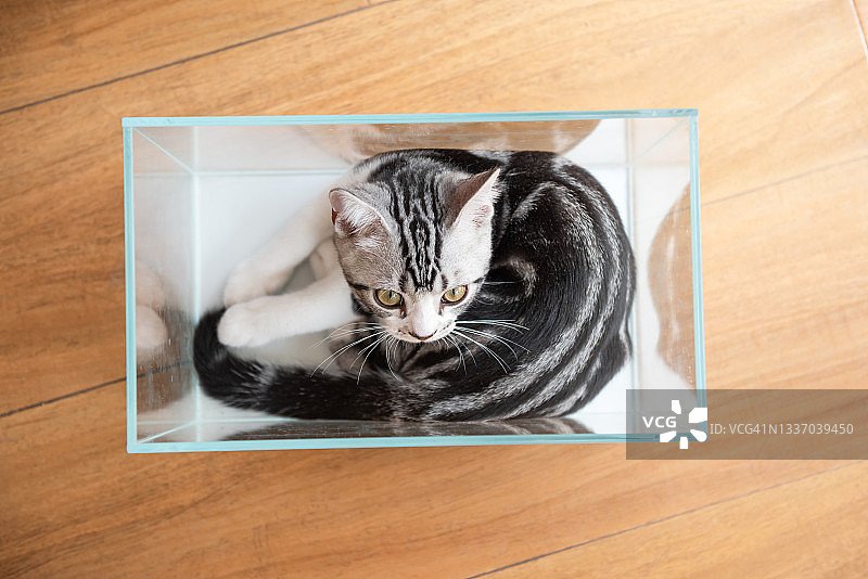 玻璃水族箱里的幼猫图片素材