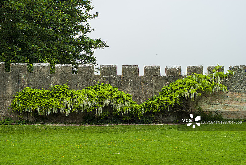 南威尔士邓雷文城堡围墙花园中的白藤图片素材
