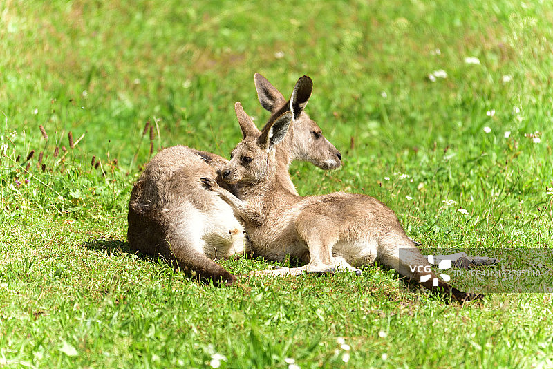 袋鼠图片素材