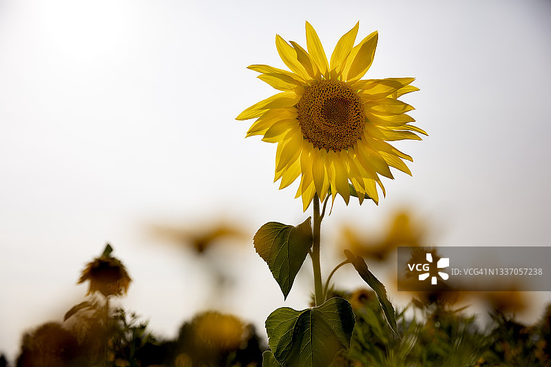 夏季农业田中盛开的向日葵图片素材