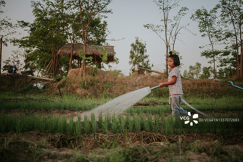 清晨在农场给稻田浇水 - 摄影素材图片素材