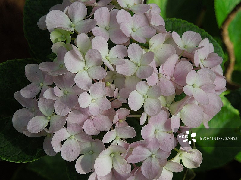 美丽的粉色绣球花簇图片素材