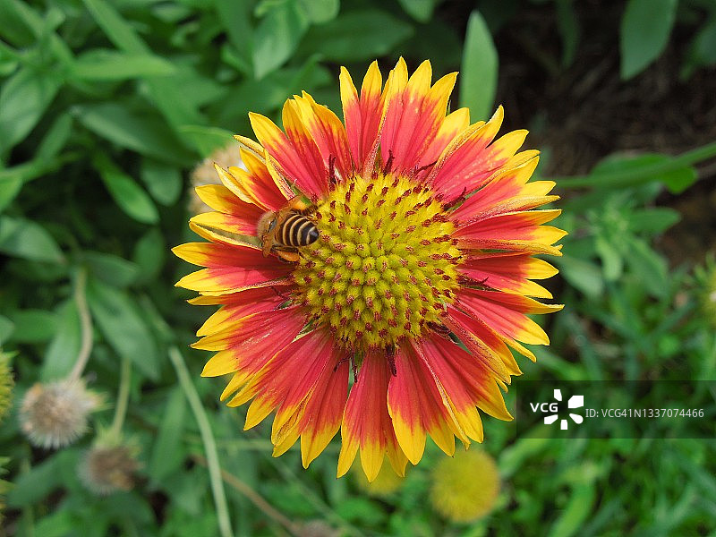 完全盛开的彩色、美丽、充满活力的印第安毯花。阔叶金盏花。菊科向日葵科。图片素材