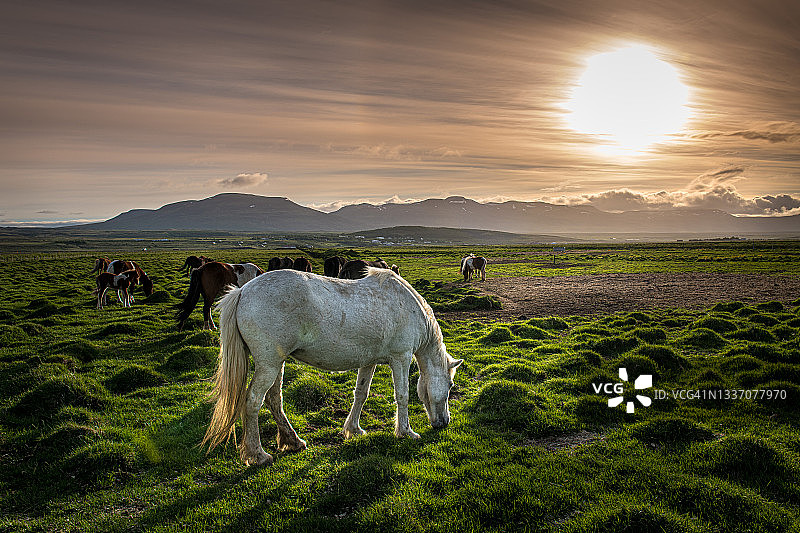 冰岛马图片素材