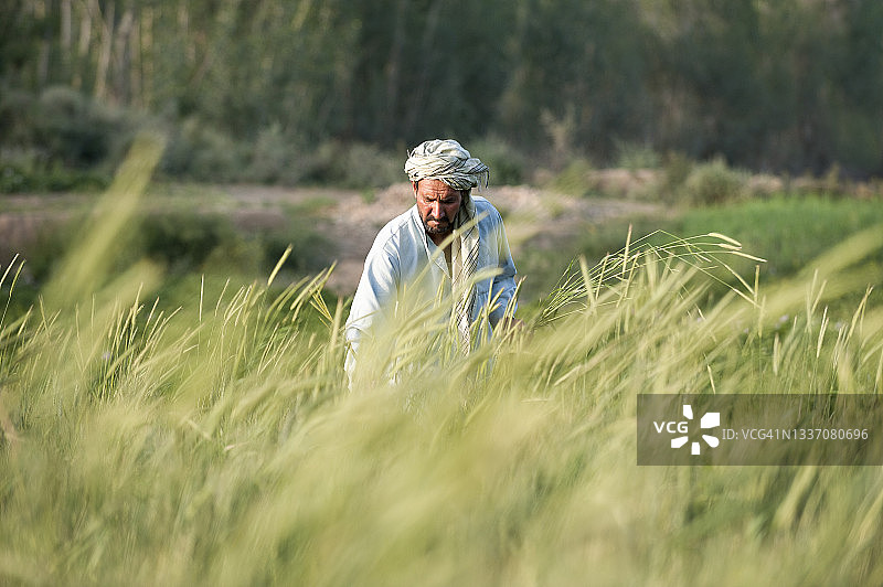 在巴米扬省，一位农民清理麦田里的杂草图片素材