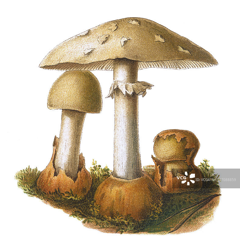 古老彩色石印有毒蘑菇插图：毒鹅膏菌图片素材
