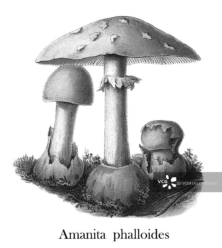 古老彩色石印有毒蘑菇插图：毒鹅膏菌图片素材