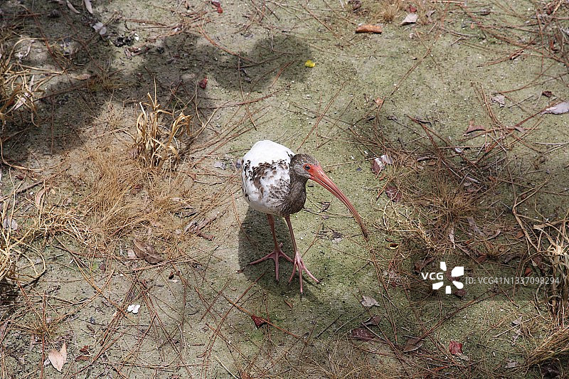 户外行走的美洲红鹮图片素材