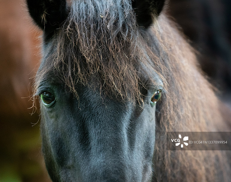 看着镜头的马图片素材