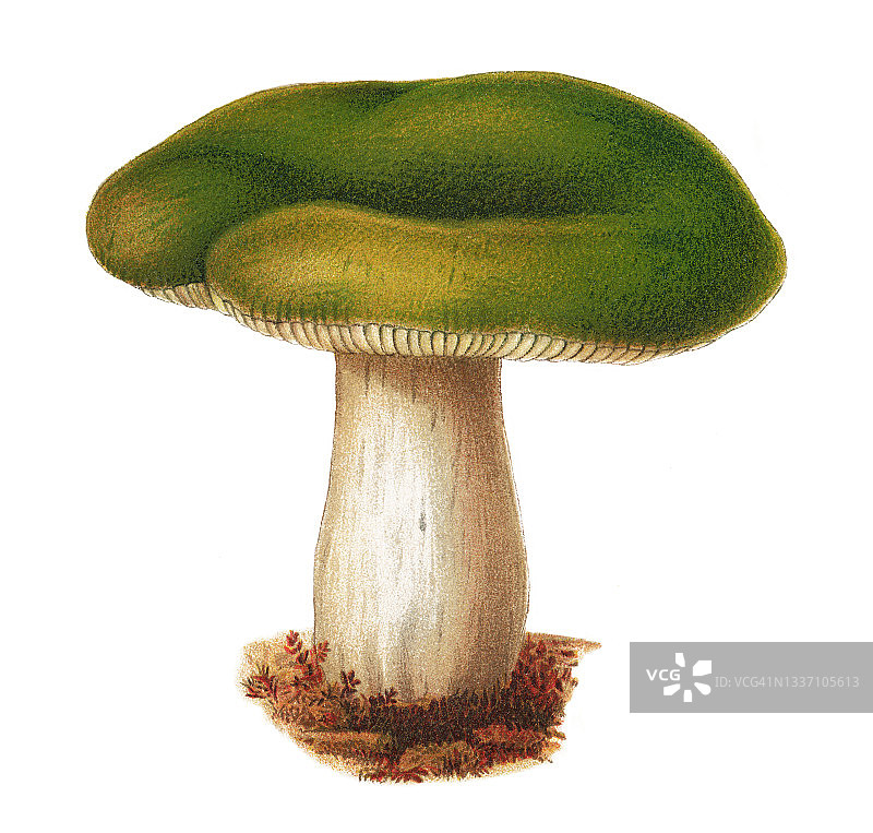 叉状红菇古老彩色石印插图图片素材