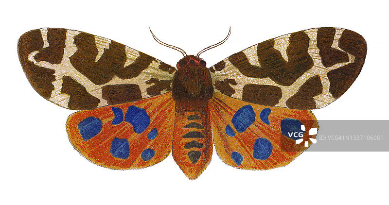 昆虫学老式彩石版画：虎蛾图片素材