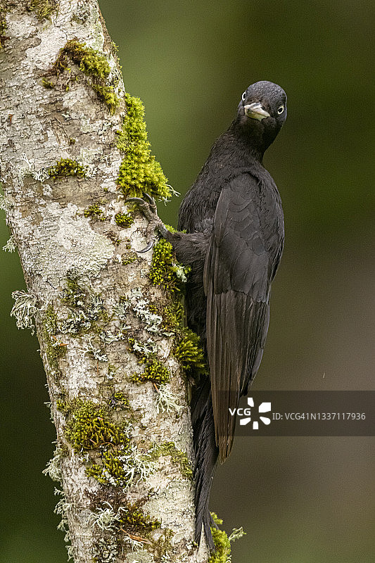 栖息在树干上的黑啄木鸟（雌性）图片素材