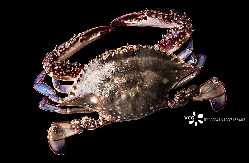 新鲜生猛的游泳蟹图片素材