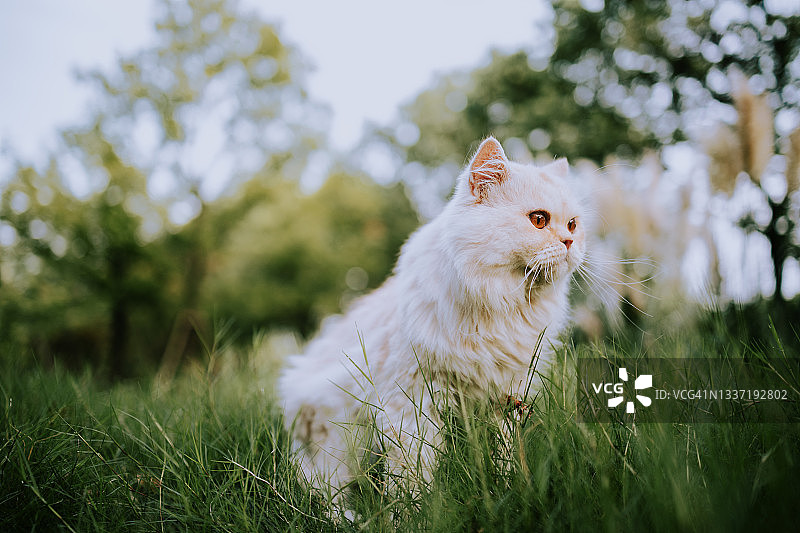 猫咪站在公园的草地上图片素材