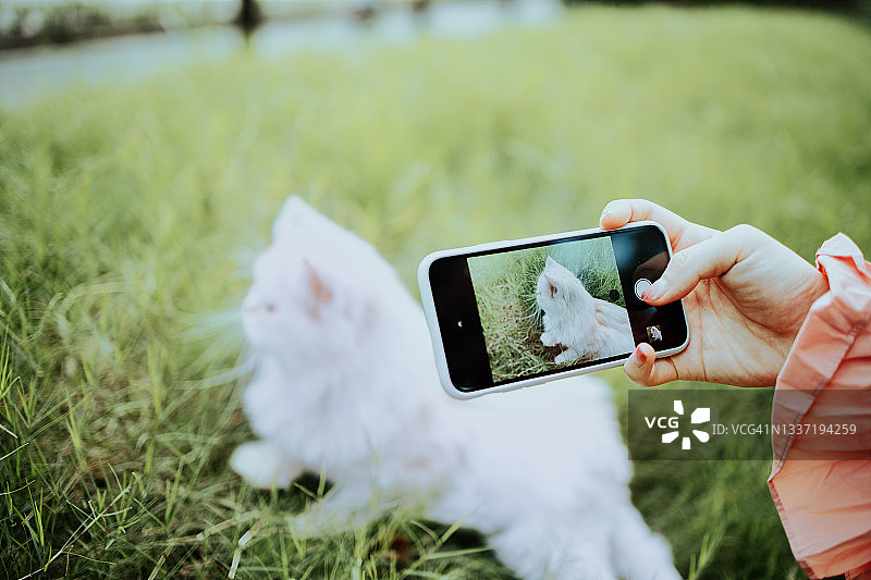 女人在公园里用智能手机拍摄猫图片素材