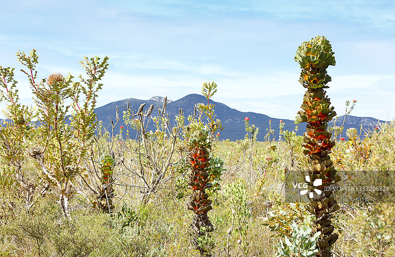皇家哈克木图片素材