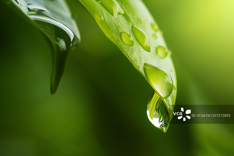 纯净的自然背景，叶子上的水滴图片素材
