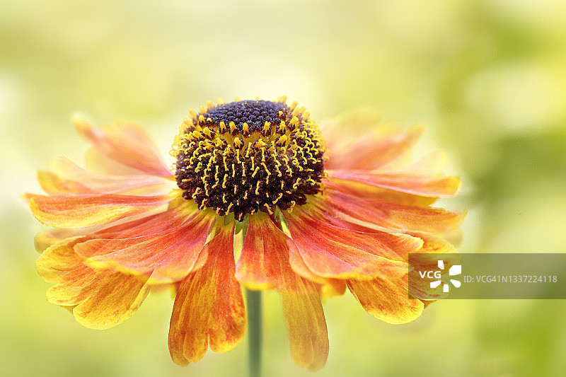 美丽的橙色秋花图片素材