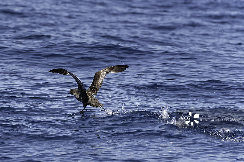 暗色海燕，大西洋，亚速尔群岛图片素材