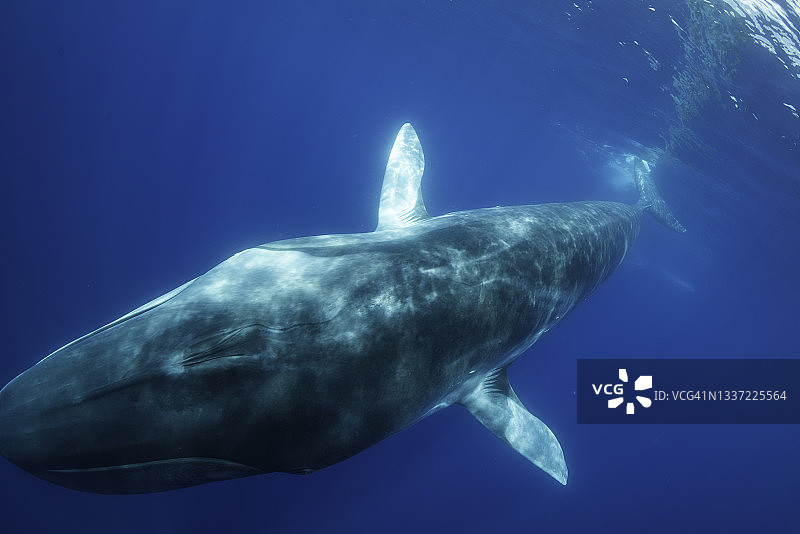 长须鲸，世界第二大鲸鱼，亚速尔群岛，大西洋图片素材