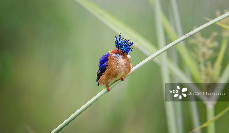 肯尼亚安博塞利，绿色背景下色彩鲜艳的翠鸟的美丽肖像图片素材
