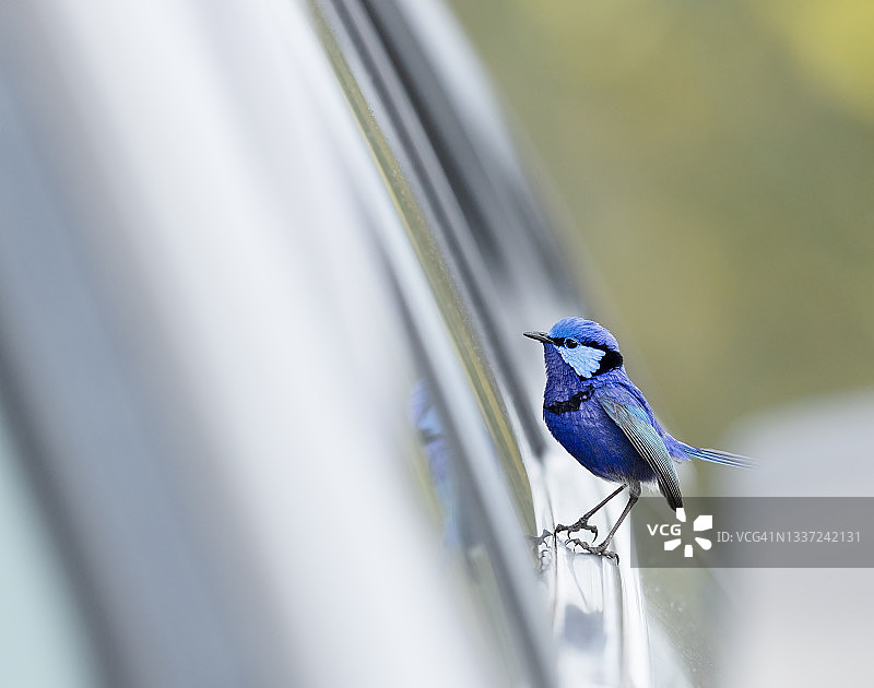 鹪鹩的倒影图片素材