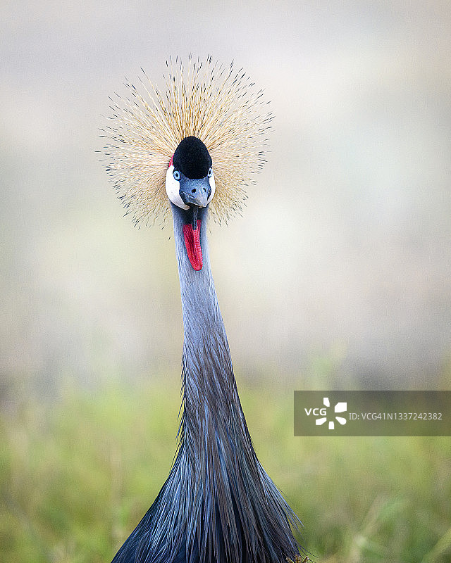 可爱的灰冠鹤在肯尼亚安博塞利国家公园看着镜头图片素材