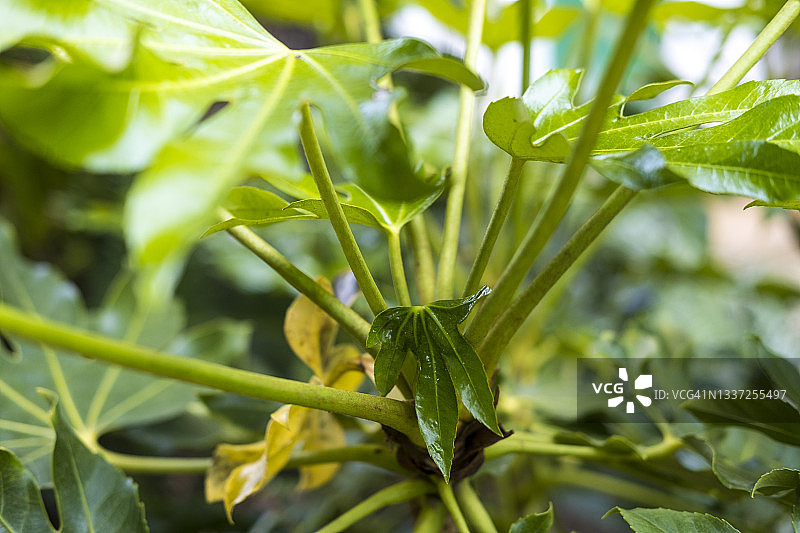 热带花园图片素材
