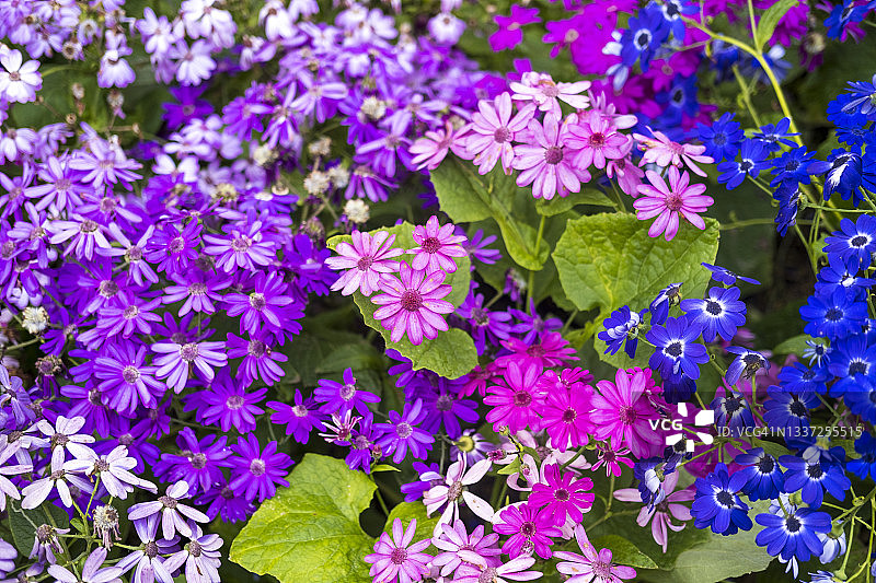 瓜叶菊图片素材