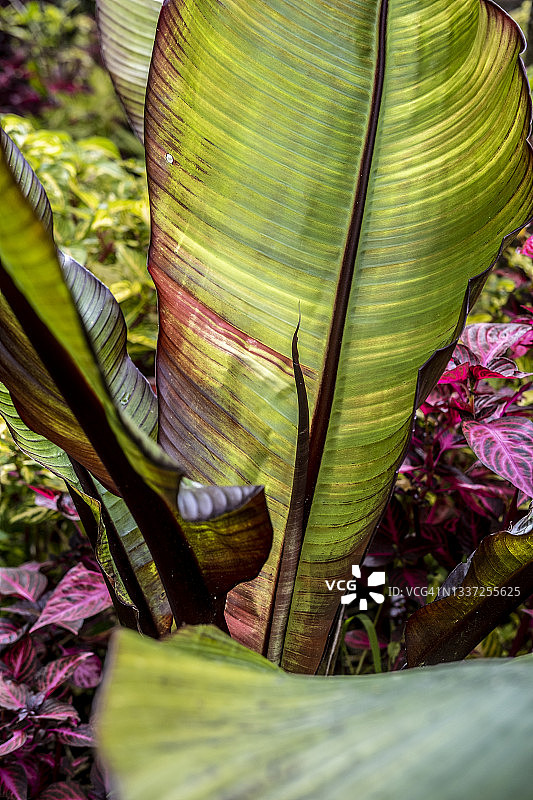 丛林植被图片素材
