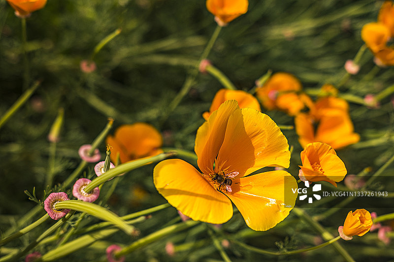 加州罂粟花图片素材