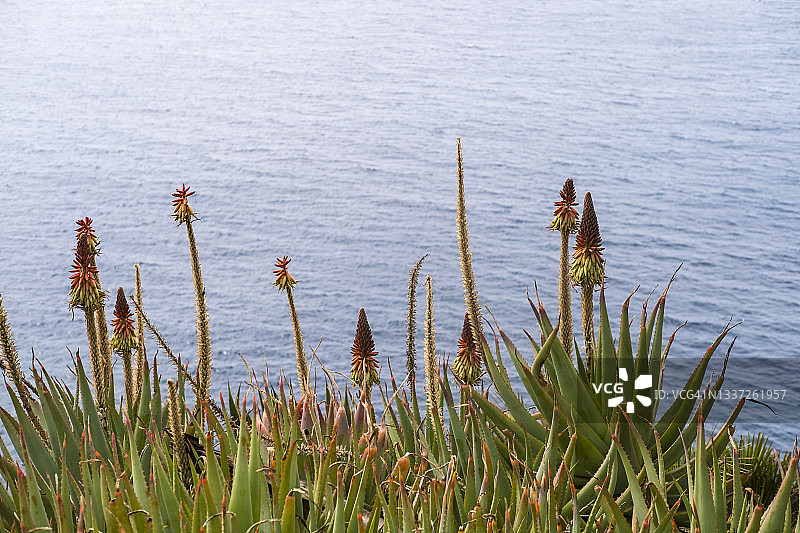 芦荟与大海图片素材