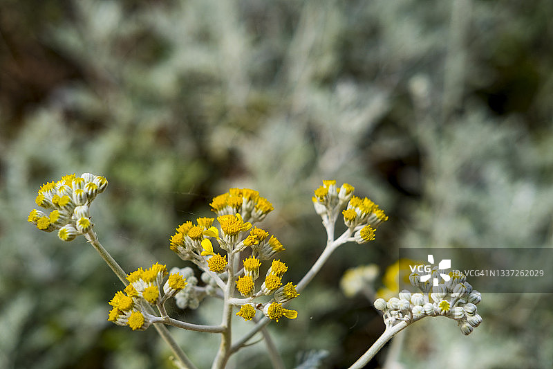 银叶白妙菊图片素材