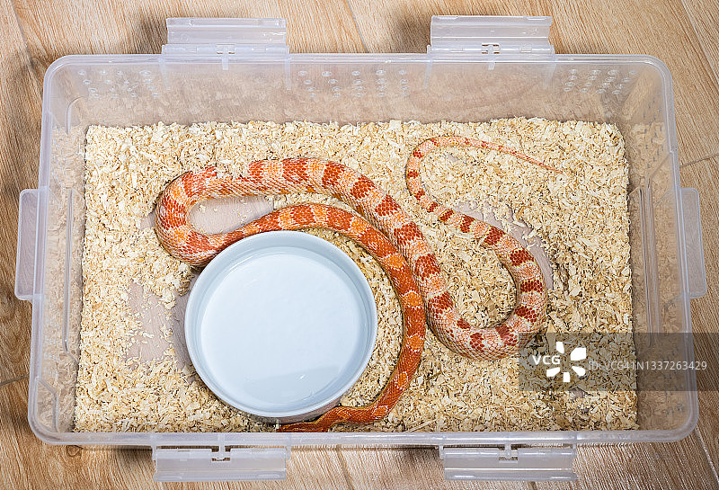 塑料盒中作为宠物饲养的玉米蛇图片素材