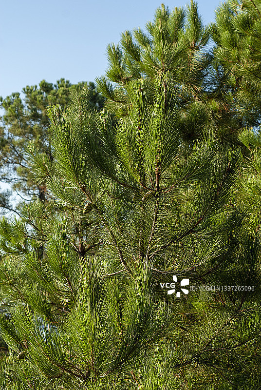 带松果的针叶树图片素材