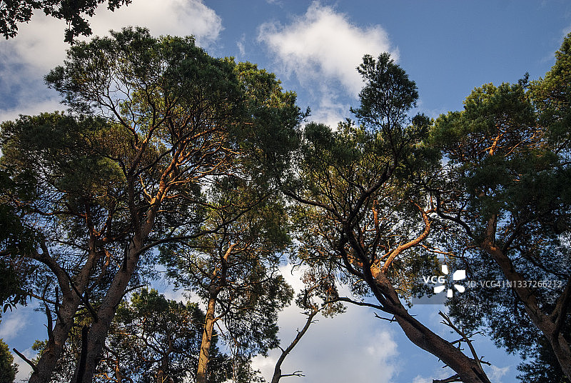 布朗sea岛松树林地图片素材