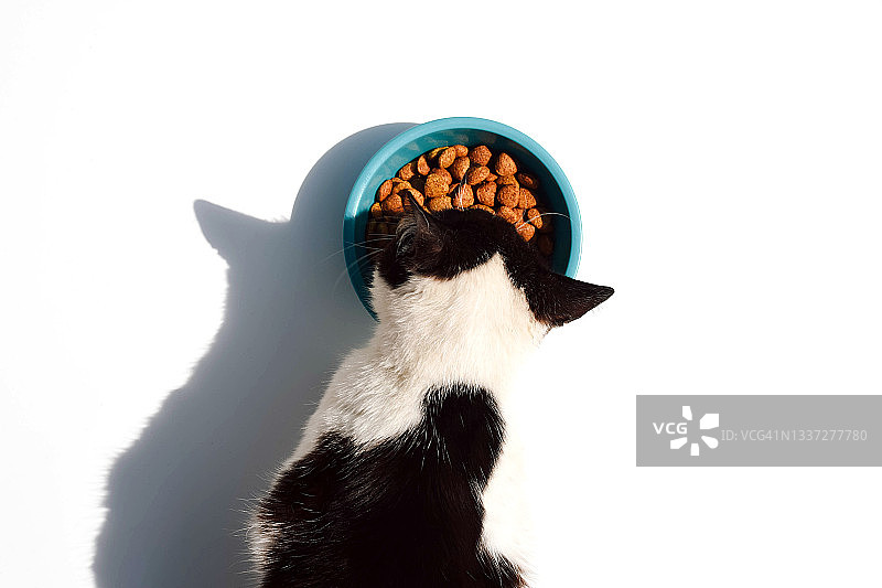 猫从碗里吃食物的俯视图图片素材
