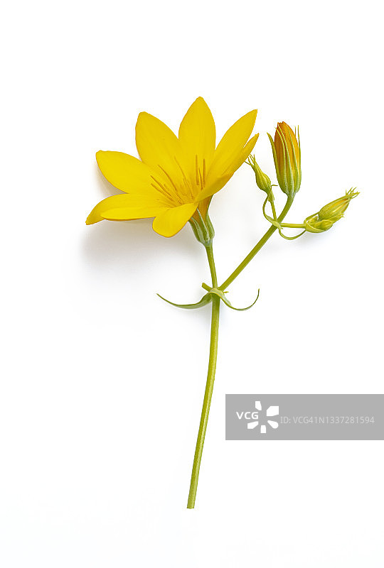 白色背景上的黄色野生雏菊特写图片素材